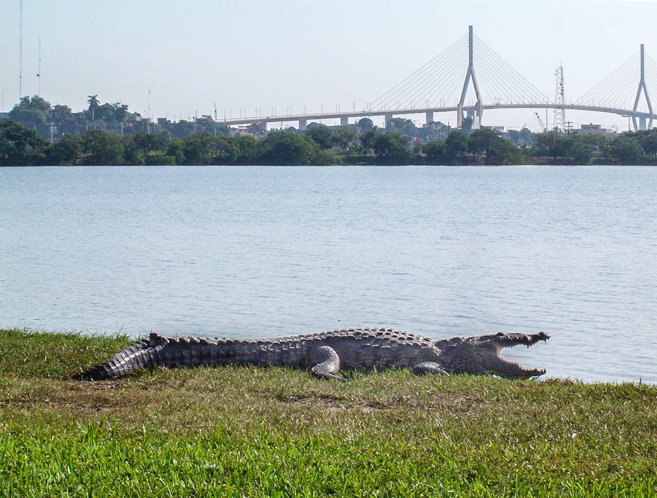 Autoriza PROFEPA traslado de cocodrilos