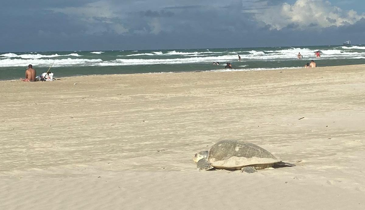 tortuga en playa miramar