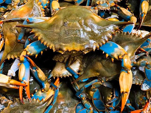 Tamaulipas tercer estado en producción de jaiba