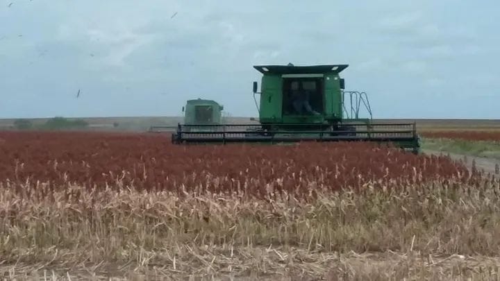 Anegaciones impiden trilla en Tamaulipas