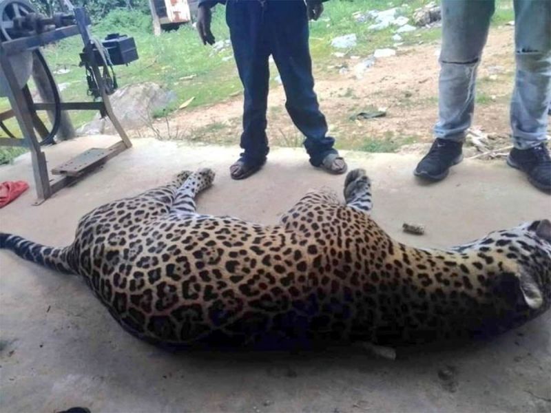 Detienen a un campesino por matar un jaguar
