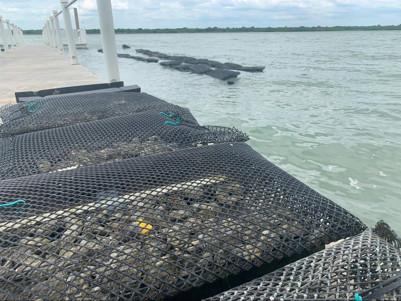 Tamaulipas tercer estado productor de ostión