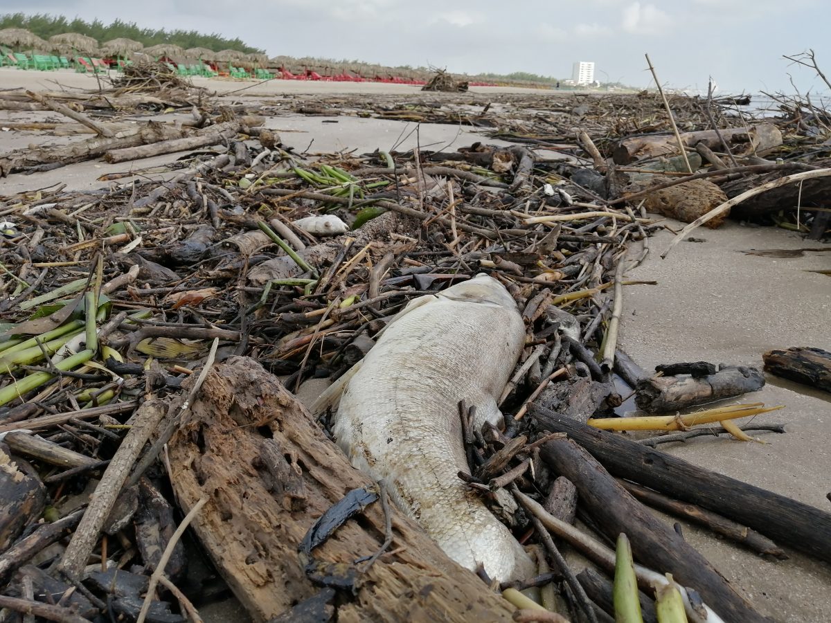 aparecieron peces muertos