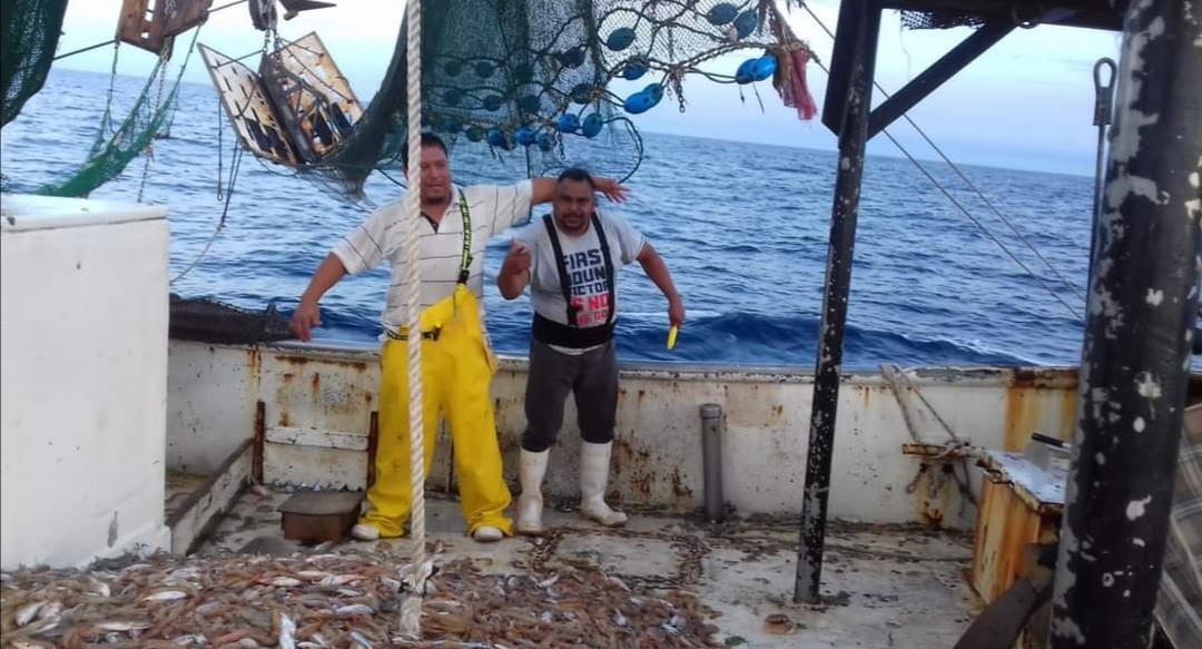 Baja precio de camarón