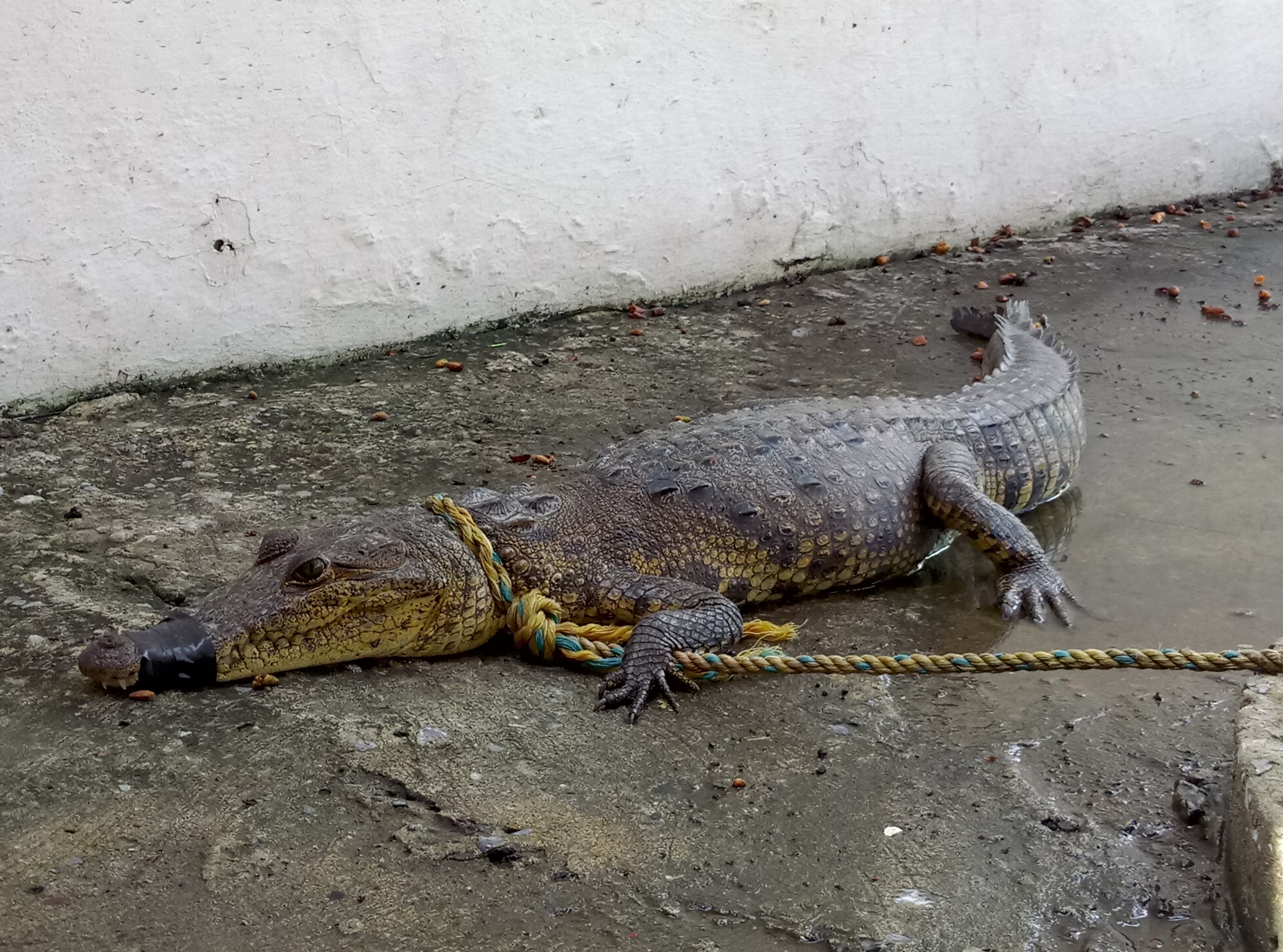 Cocodrilos se alimentan de las mascotas en Madero