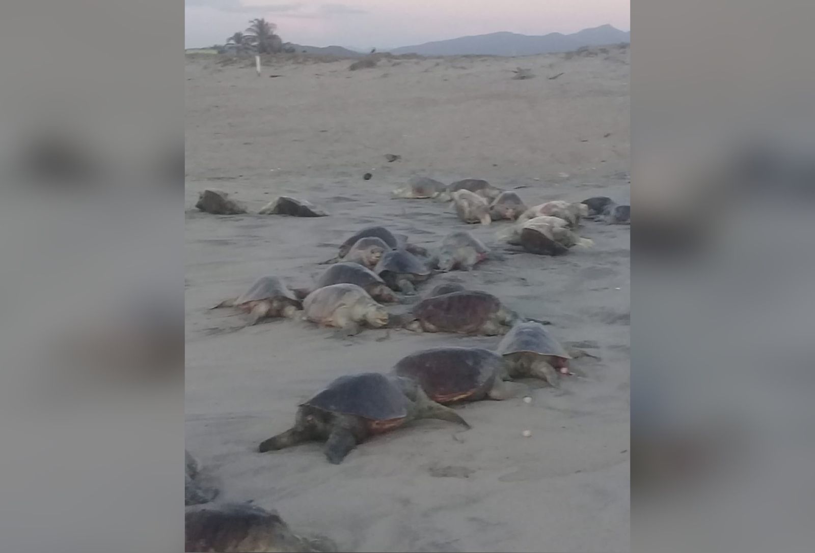 En Oaxaca hallaron 300 tortugas muertas