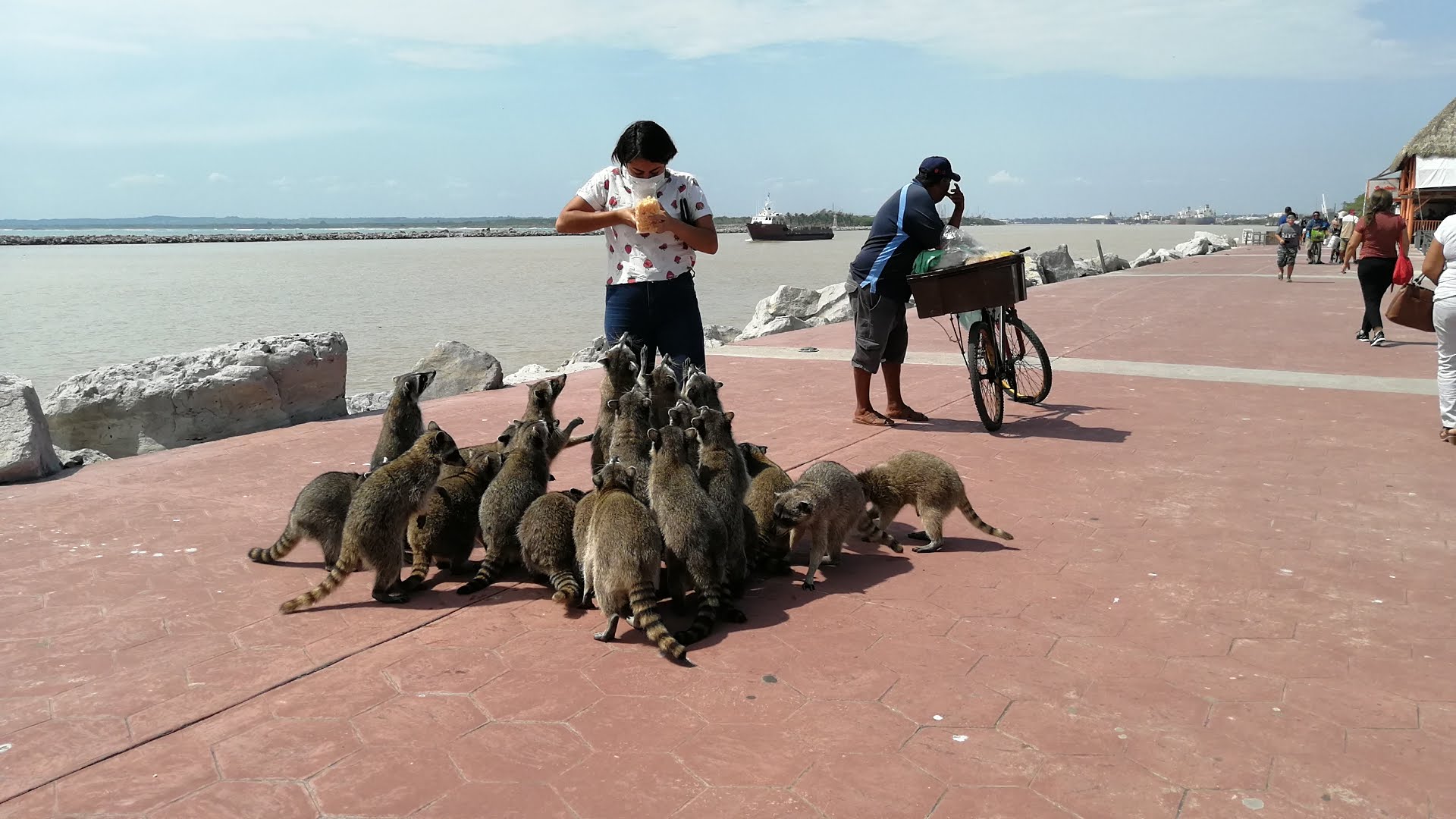 Pescador lesionó a dos mapaches