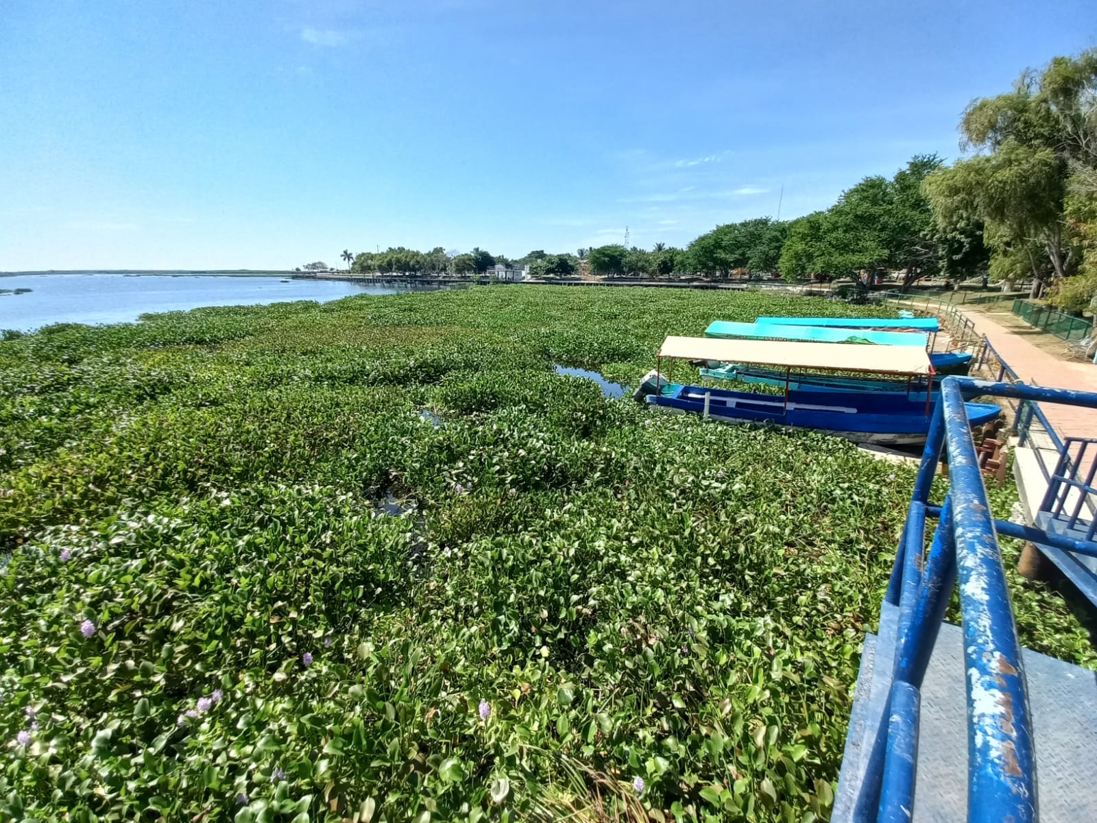 Harán dragado de Laguna del Champayán en Altamira