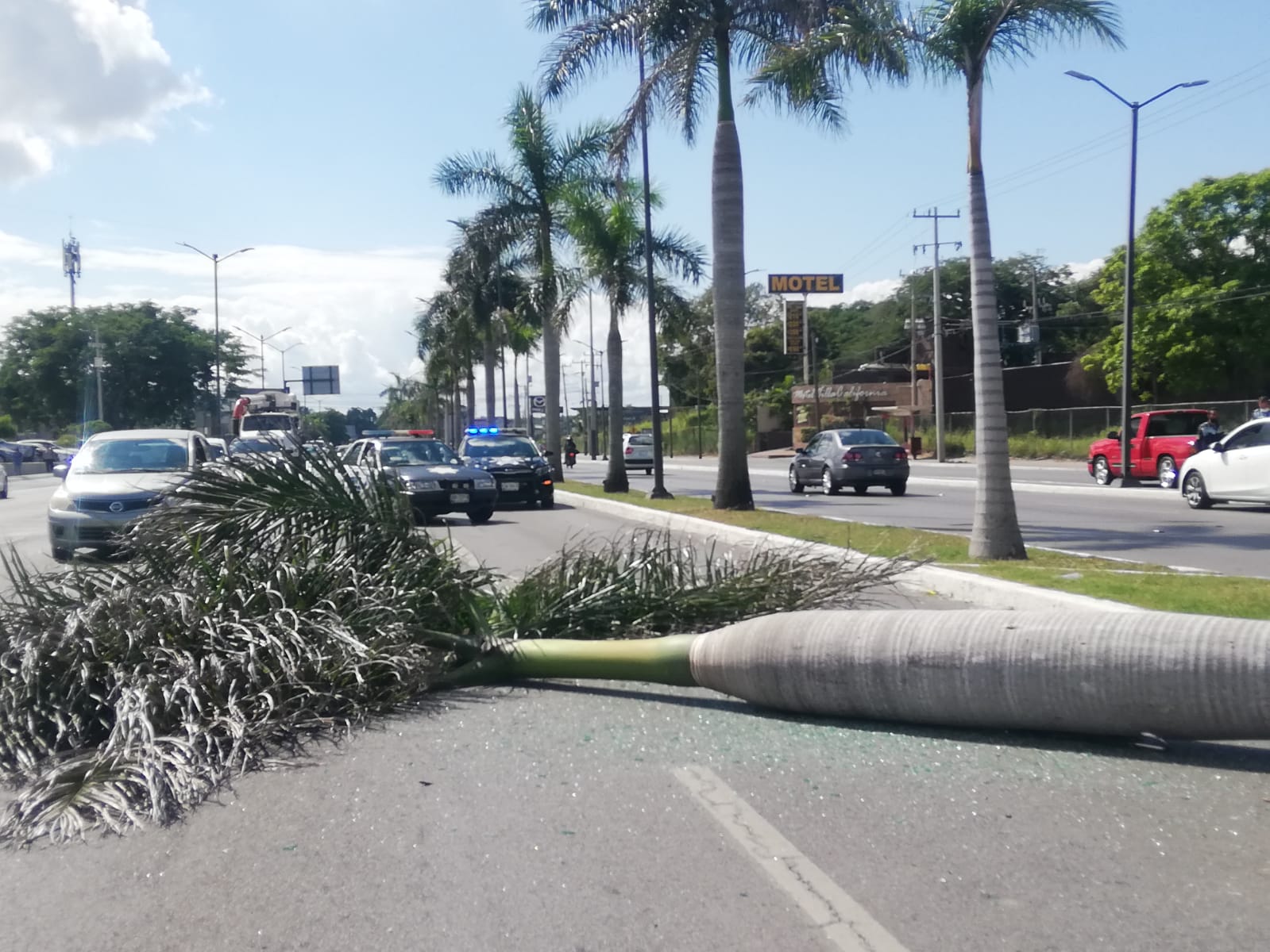 Sujeto choca y tira palmera en avenida de Tampico