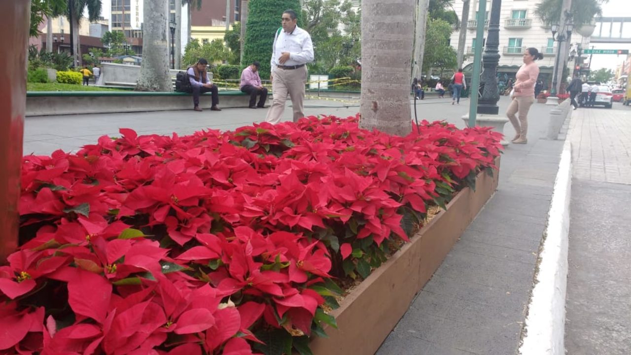 Tampico volverá a adornar la ciudad con noche buenas