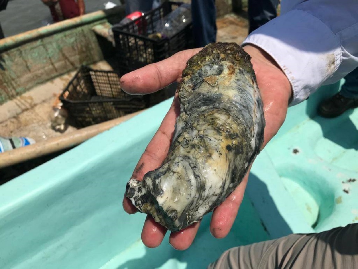 Tamaulipas alista exportación de ostión a EU