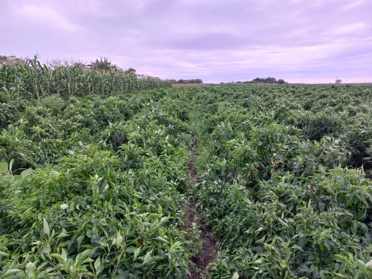 Plaga terminó con cultivo de soya en Altamira