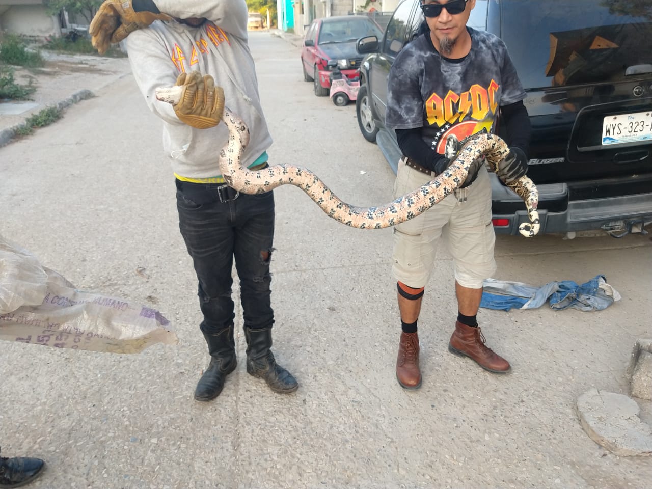una víbora la que movilizó a bomberos