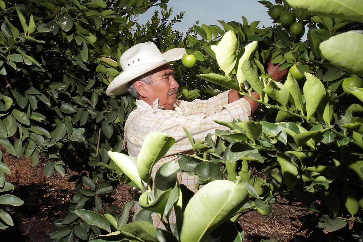 Cinco estados productores de limón