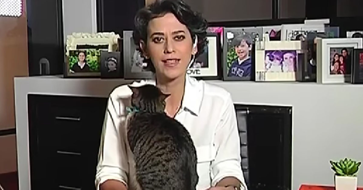 Gatito aparece en transmisión en vivo