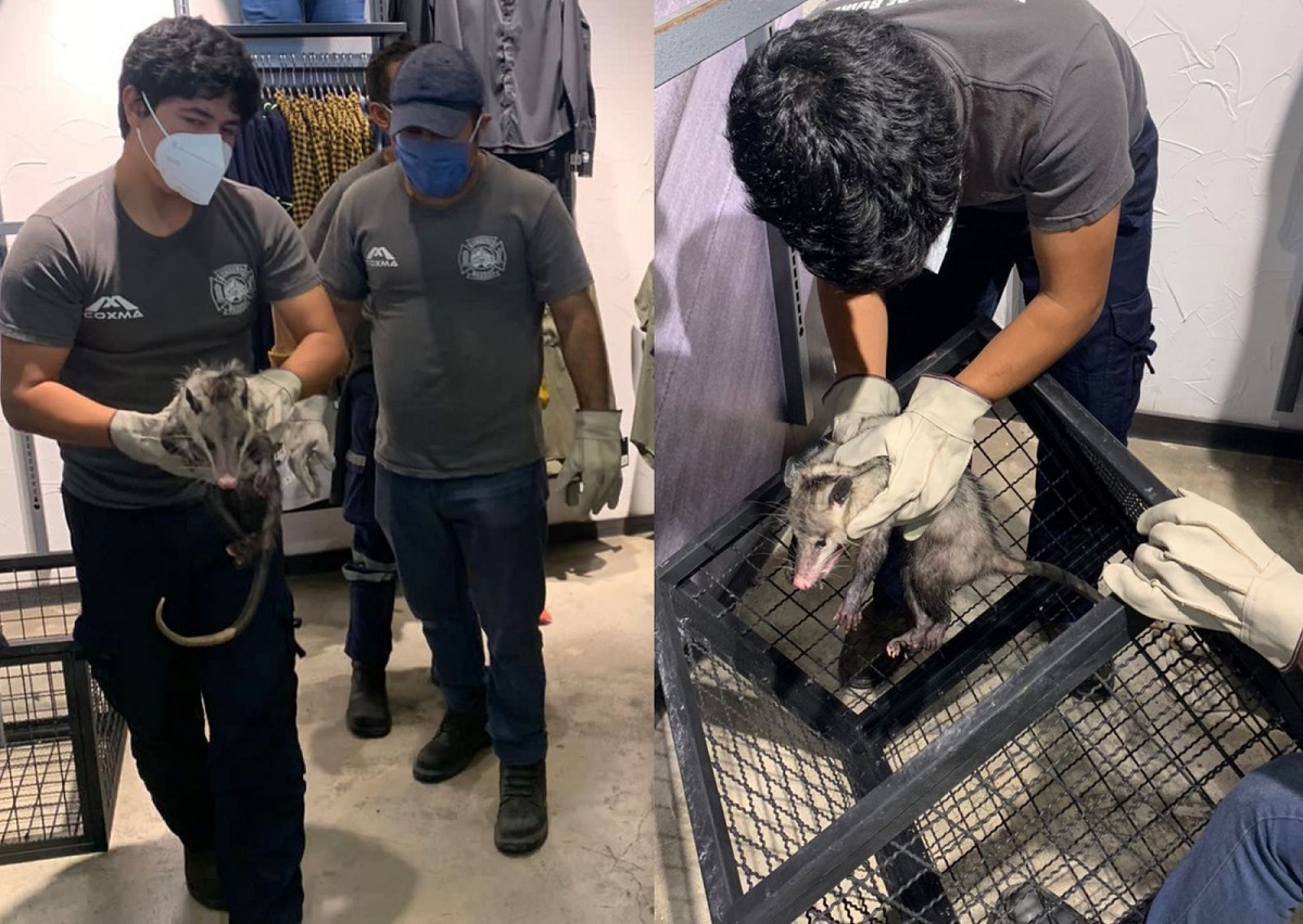 Tlacuache se metió a tienda de ropa en Madero 