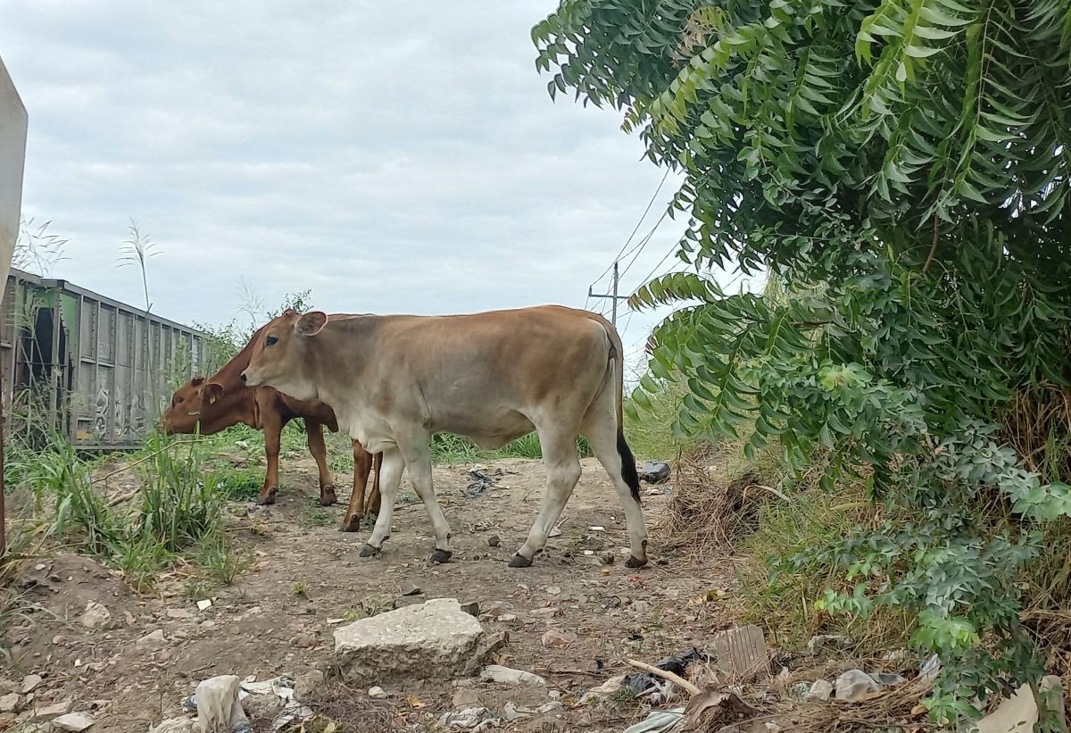 falta de lluvias provoca muerte ganado