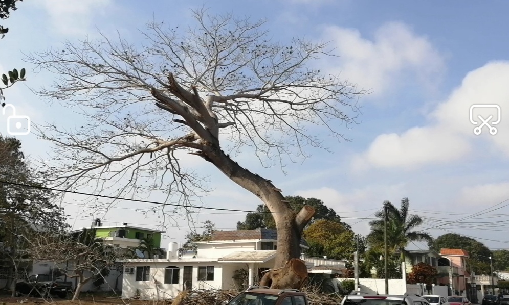 árbol de por lo menos 120 años