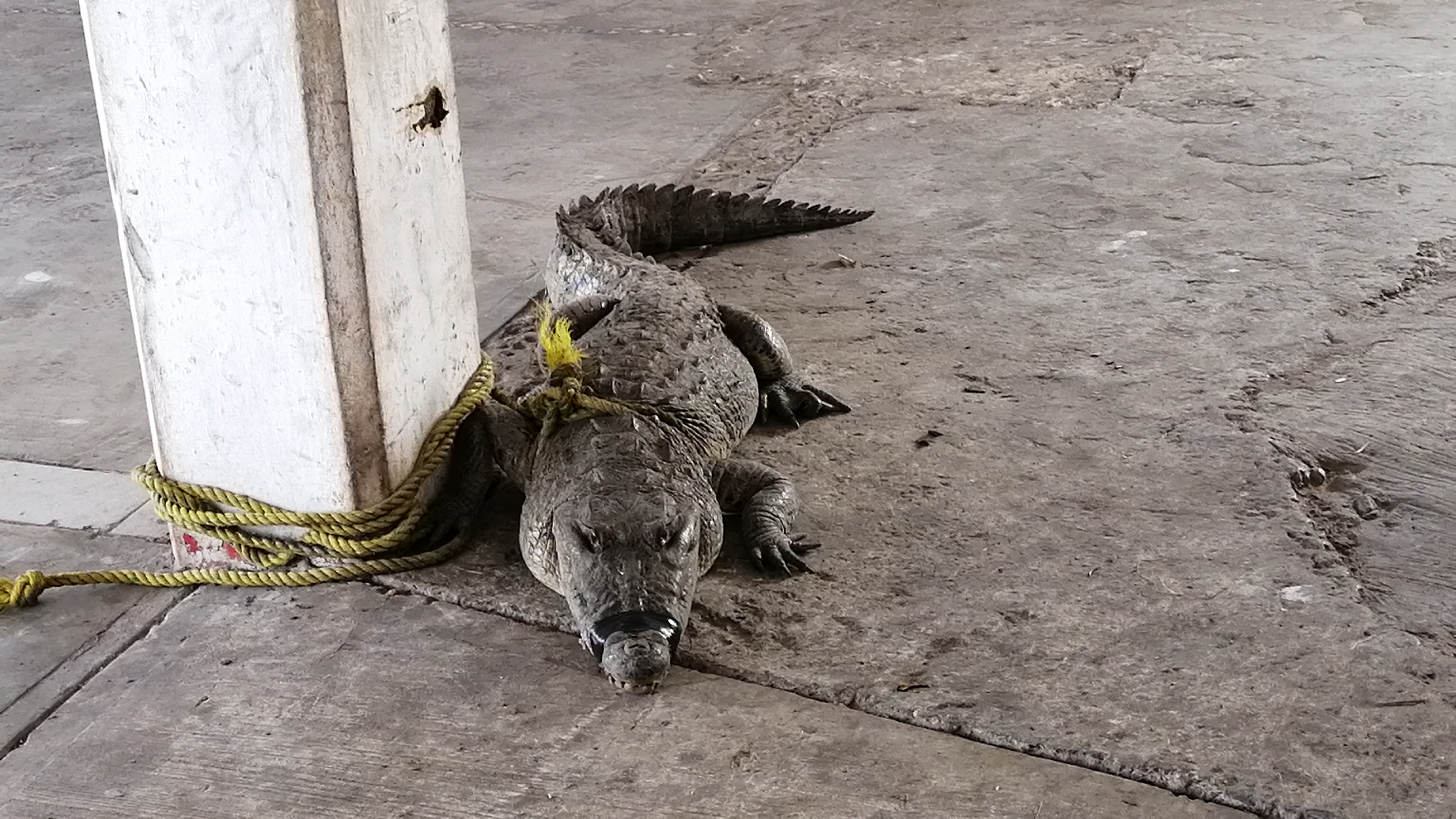 cocodrilos empiezan a salirse de las lagunas