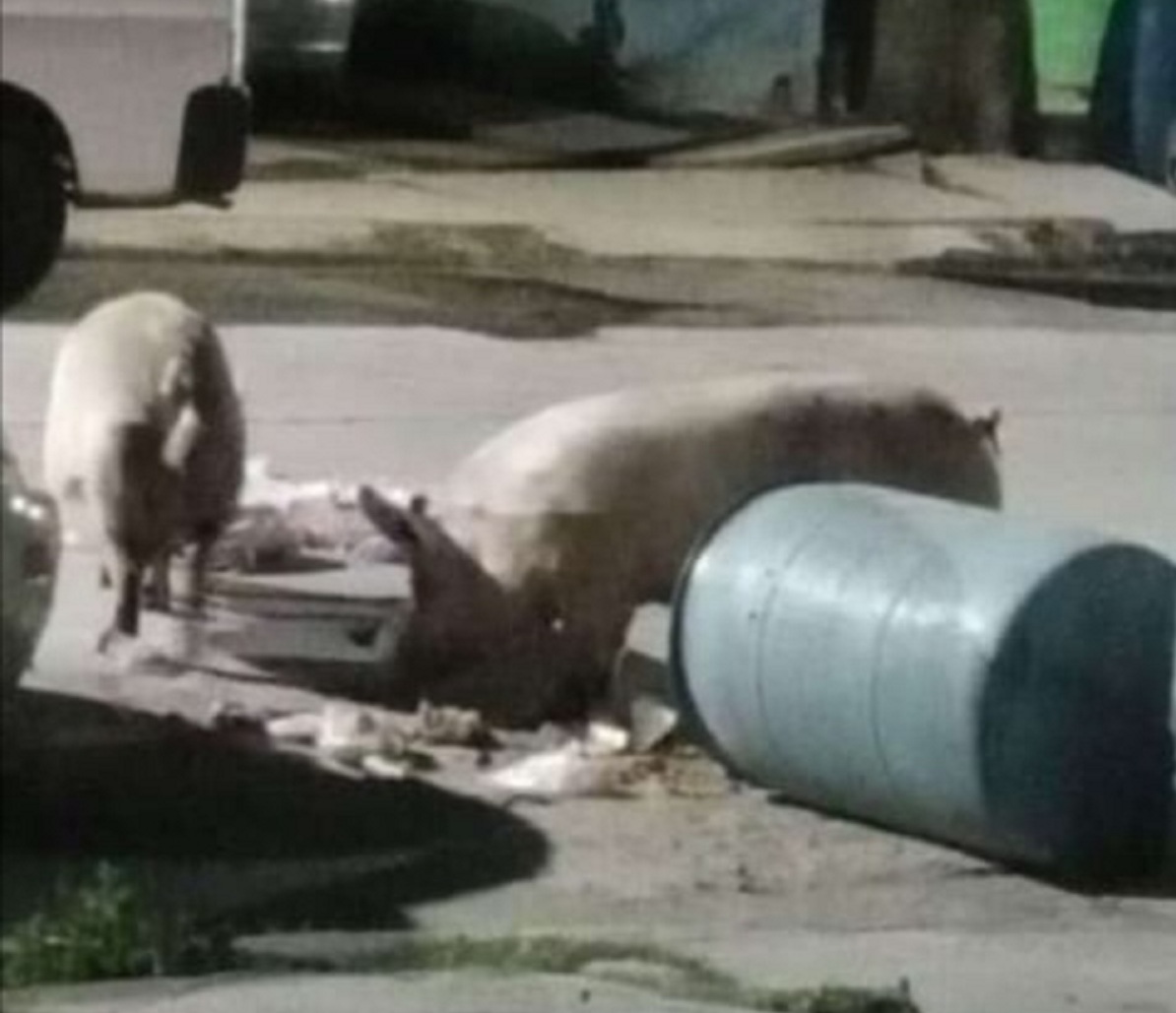 animales de granja deambulan por fraccionamientos