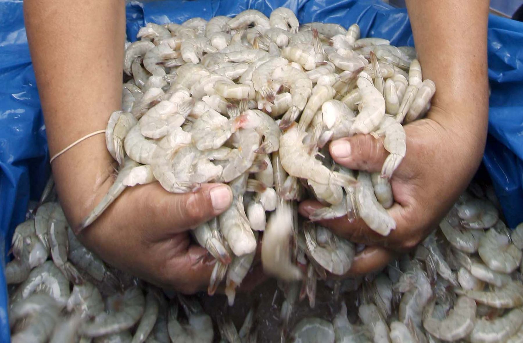 veda de camarón en Tamaulipas