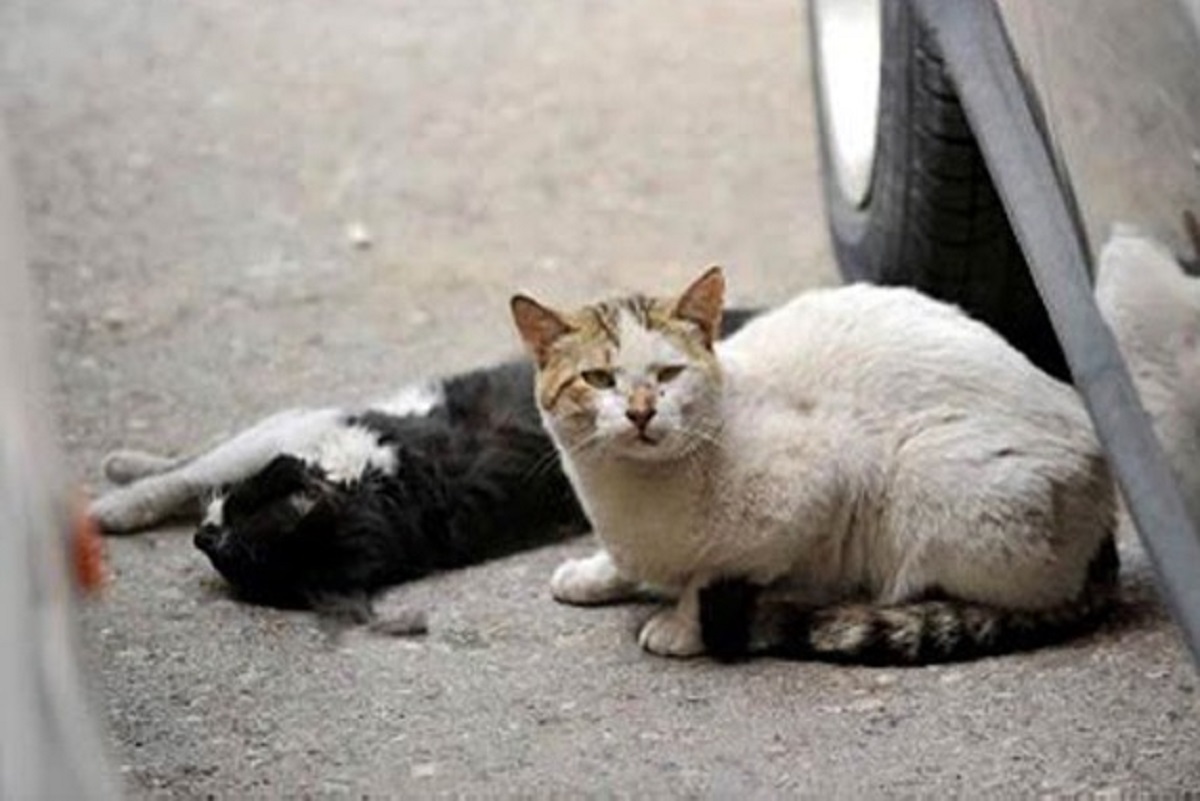 Piden que se detenga la esterilización de animales