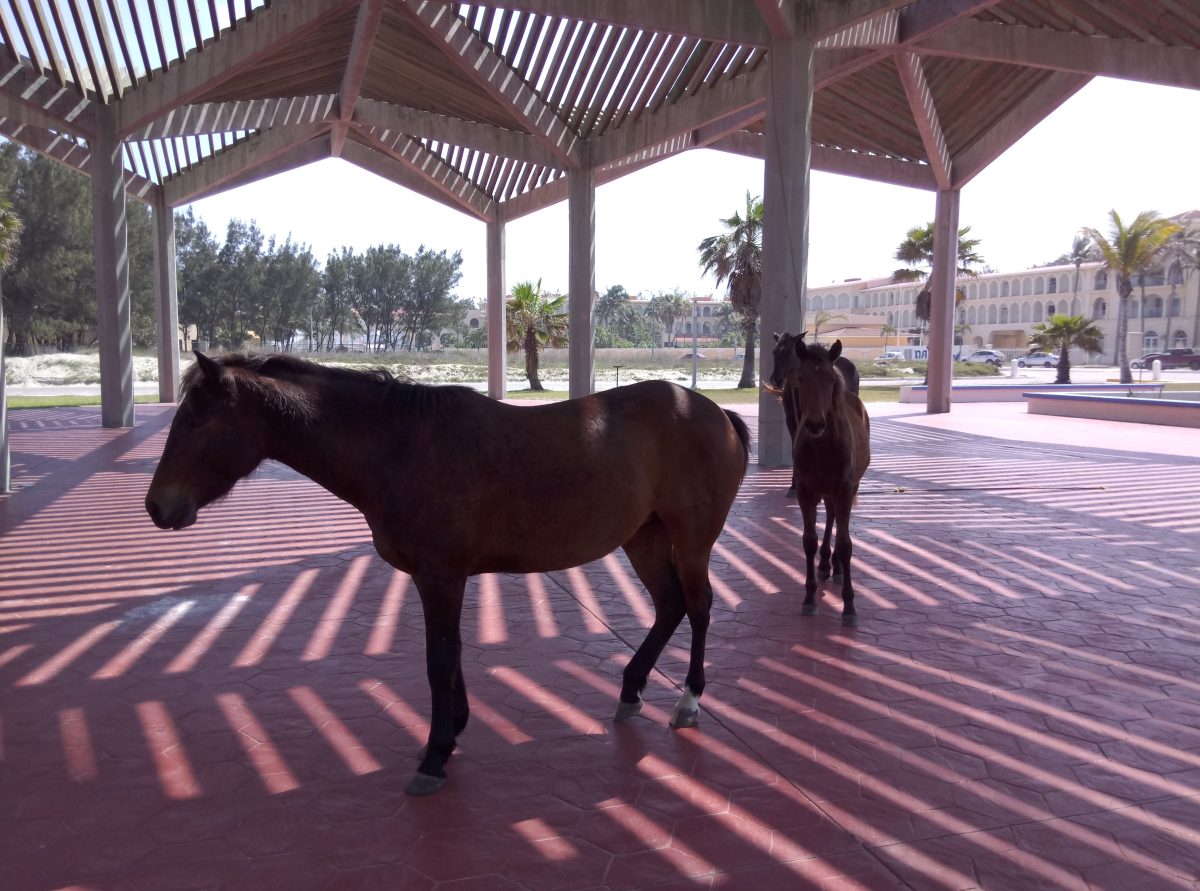 carretoneros de Ciudad Madero