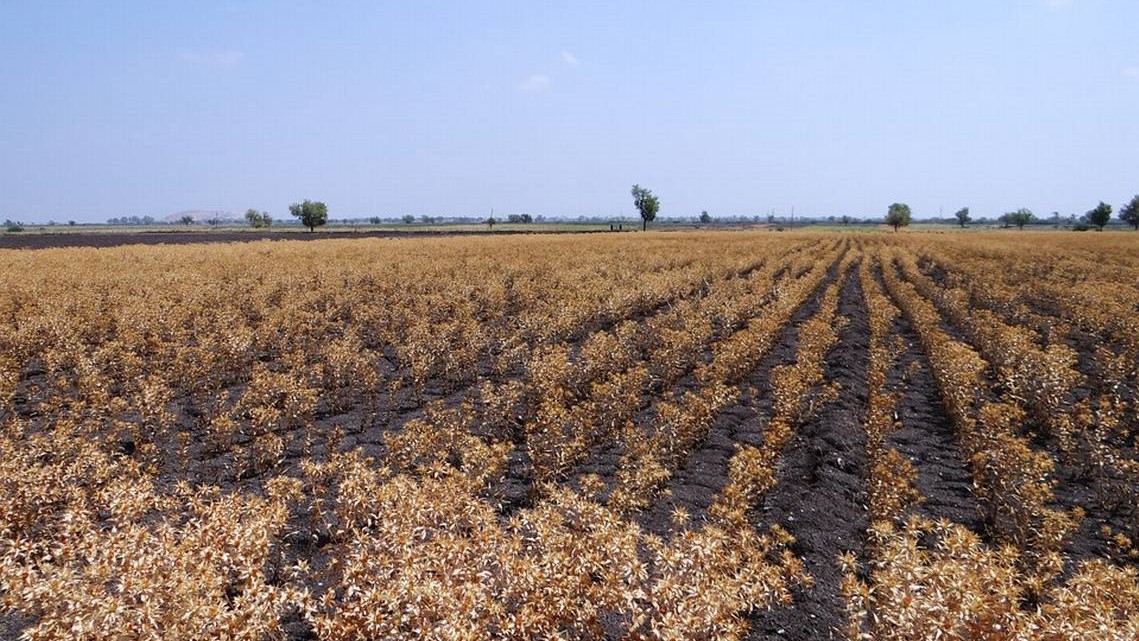 Campos de soya y cártamo en la Huasteca