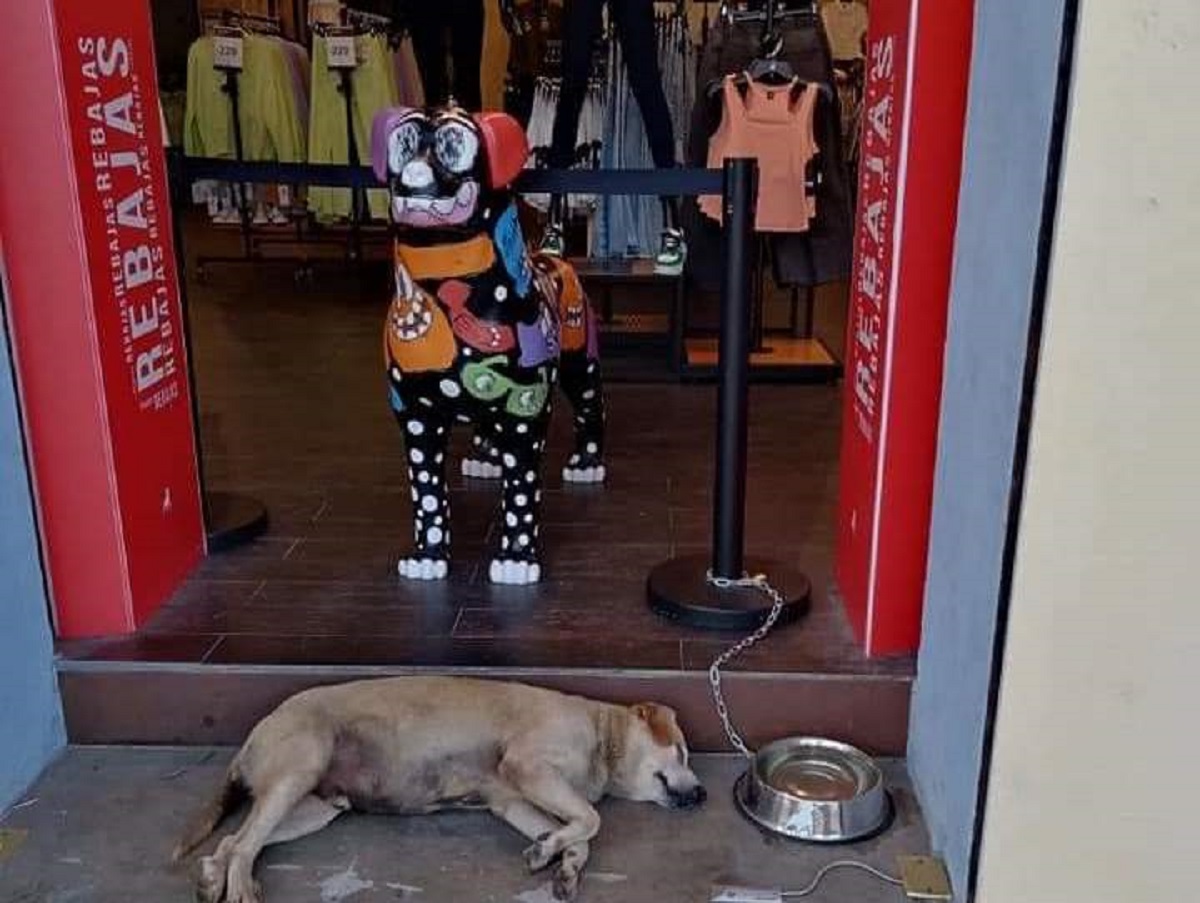 Tienda en Tampico adopta a perrito