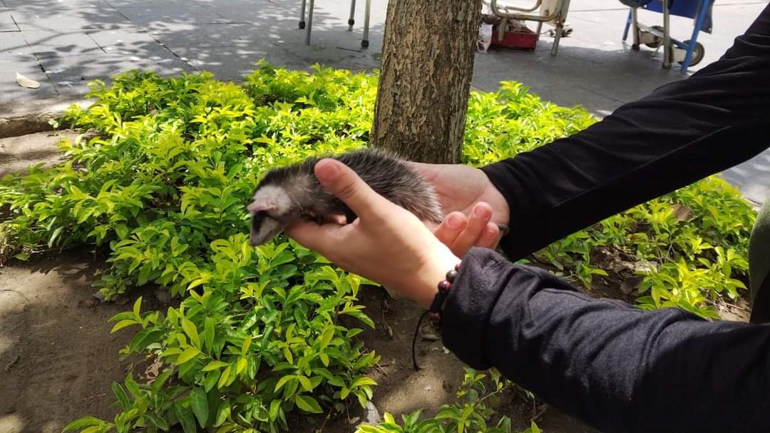 Rescata a cría de tlacuache en Tampico