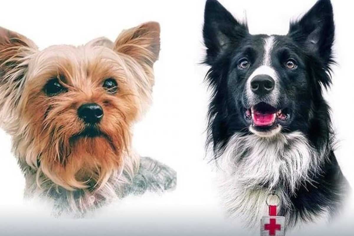 asesino de perros rescatistas