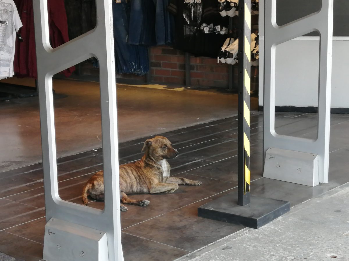 Necesario que diputados locales