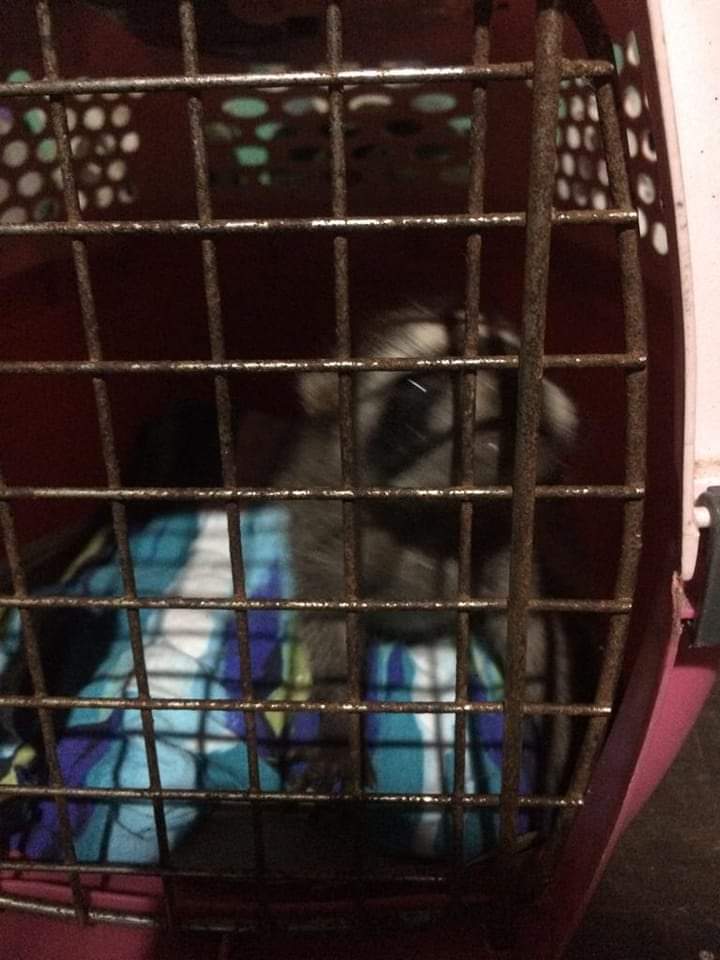 Rescataron una cría de mapache
