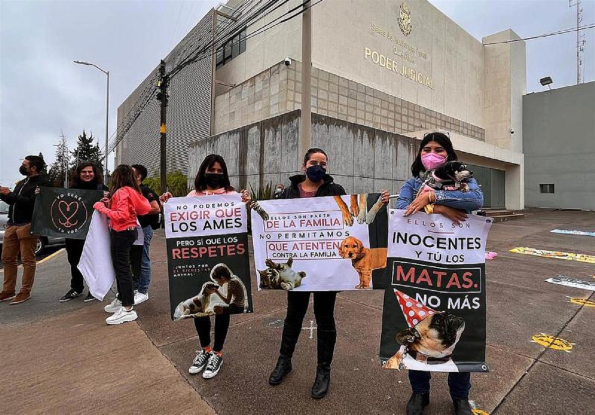 juicio penal en por maltrato animal