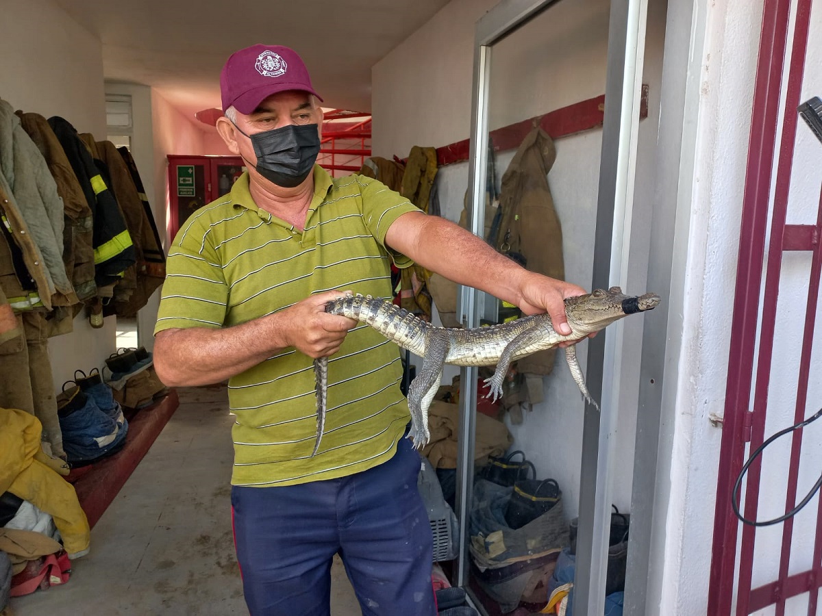 Cocodrilo fue capturado