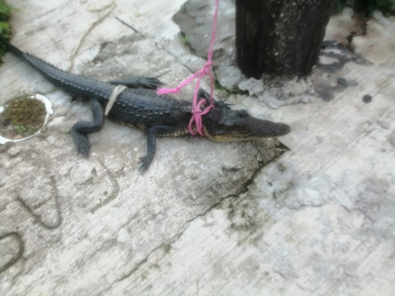 Piden a altamirenses no tener cocodrilos