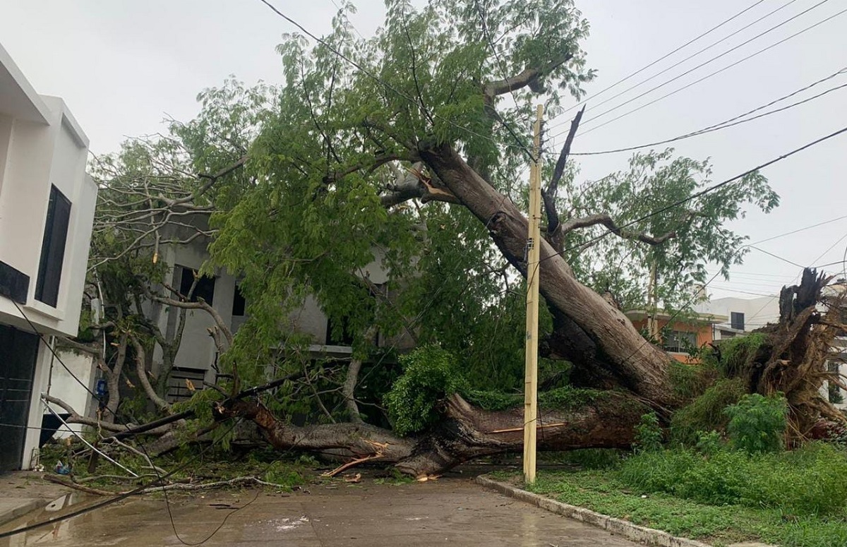 árbol cae sobre casas