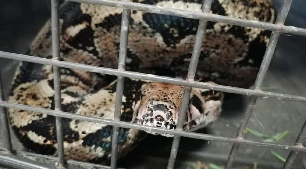 Atraparon a boa en laguna del carpintero