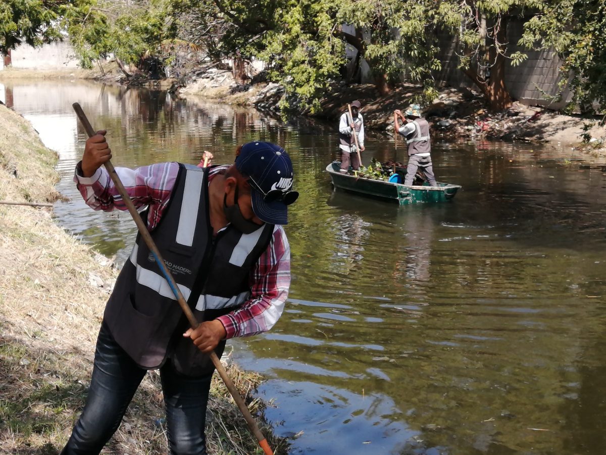 Atemorizan diez cocodrilos a vecinos