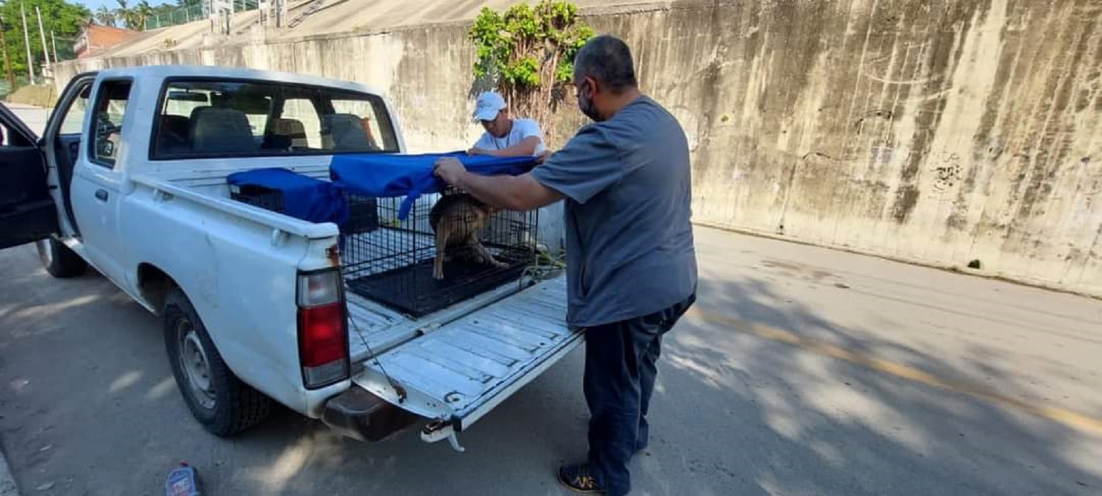 En Tampico iniciaron jornada de esterilización