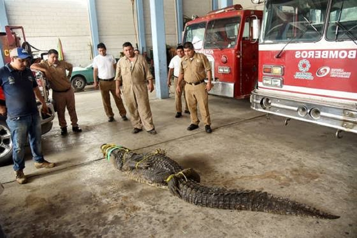Zoológicos extranjeros