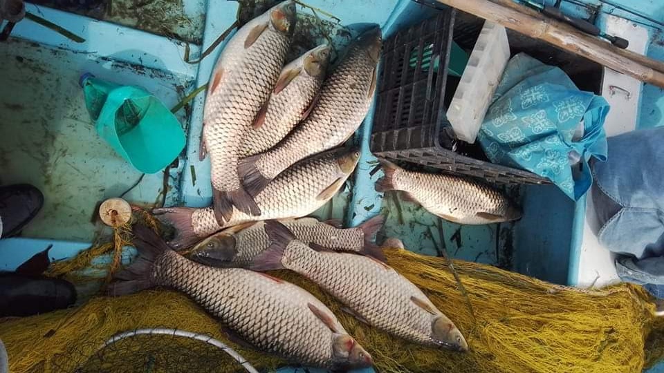 Hasta en un 40% ha disminuido la captura