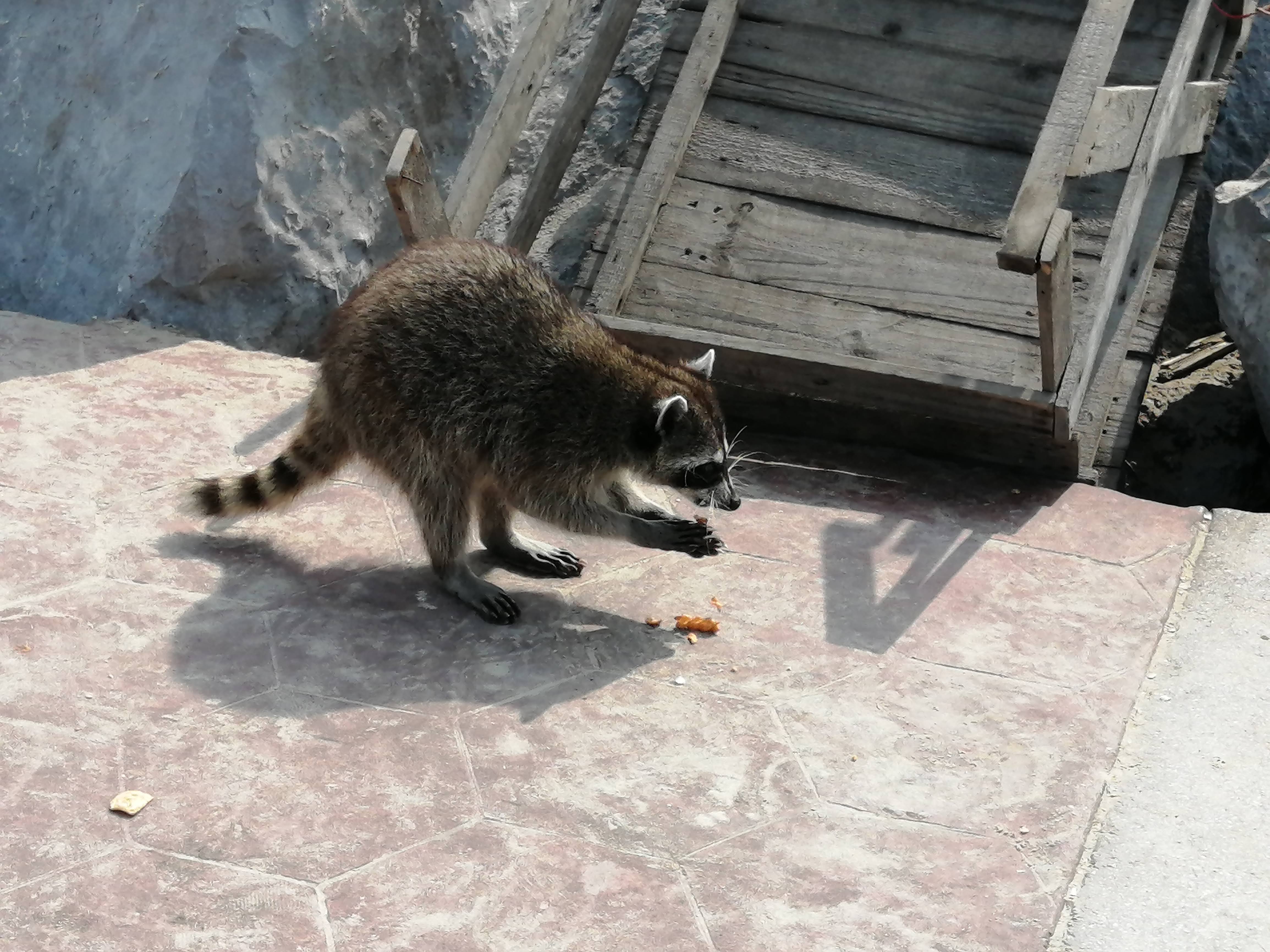Ataques de perros y mapaches en Madero