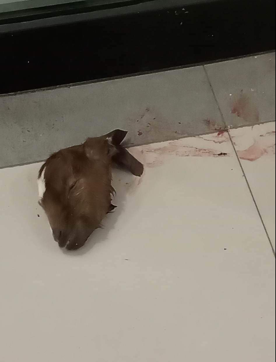 fotografías sobre restos de un borrego en un banco