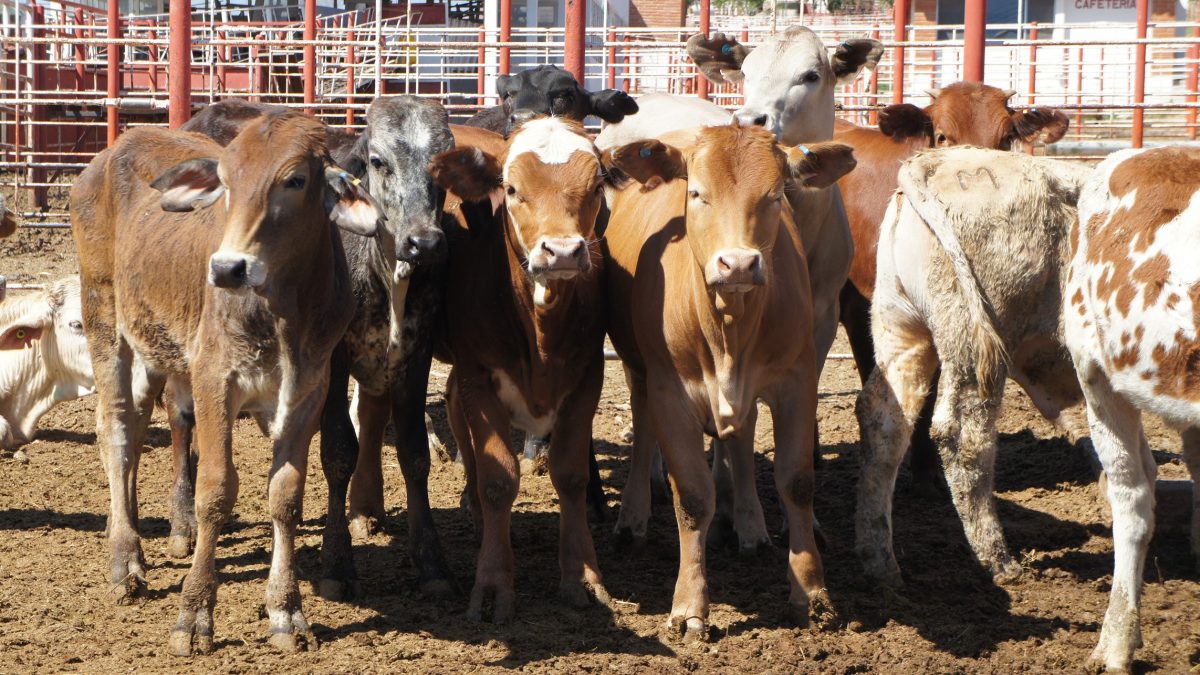 Ganadería de Tamaulipas