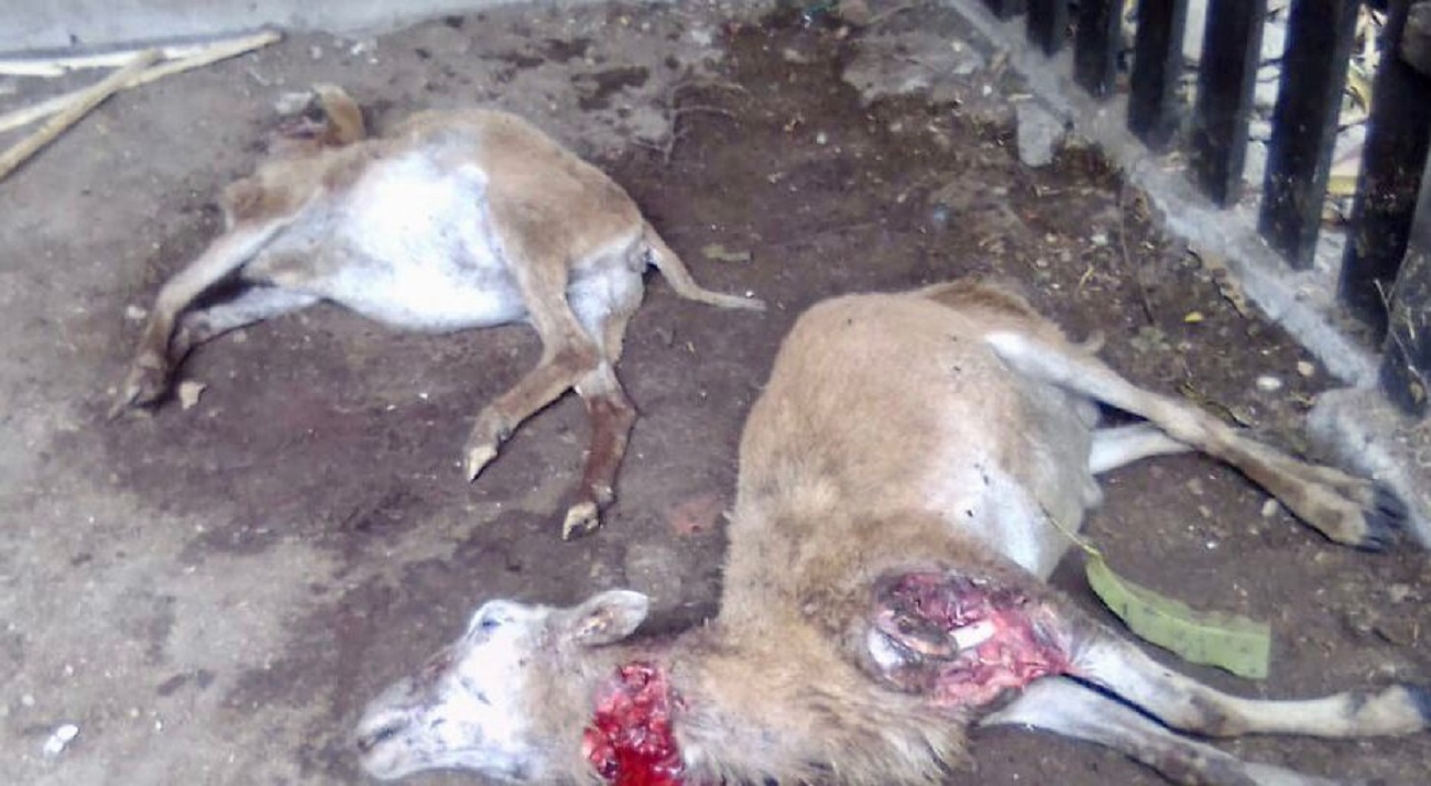 Una "extraña" muerte tuvieron 2 borregos en Altamira