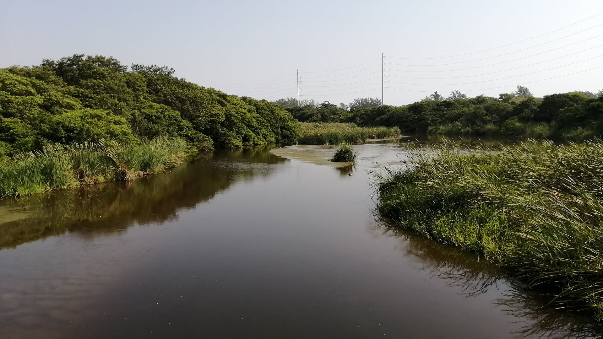 Usan a perritos callejeros como carnada