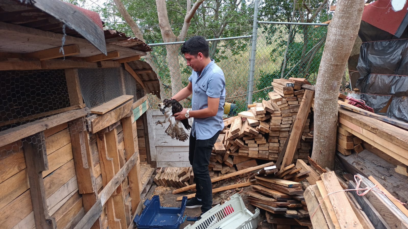 A disposición de la Profepa quedó un águila