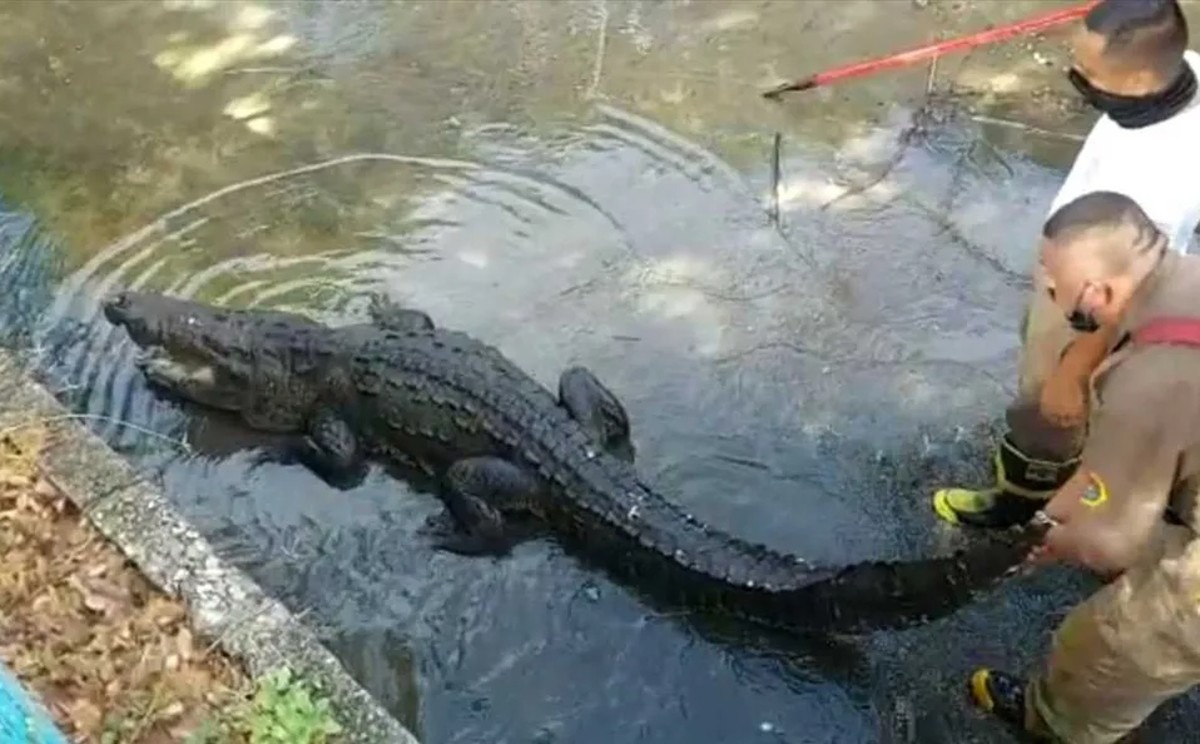 Prevén que cocodrilos de Tampico