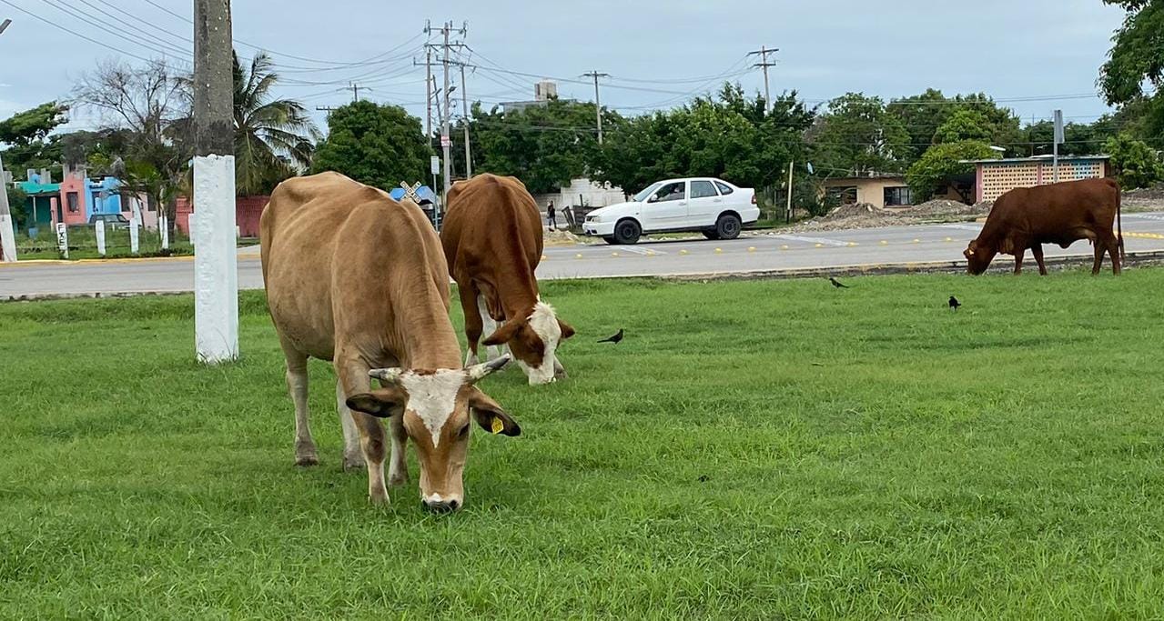 ganaderos de Altamira se dicen castigados